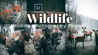 Wildlife photography Lightroom presets//How to Edit wildlife photos in lightroom//Mr.Ak_Editing
