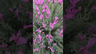 lavender #australia #travel #flowers #lavender