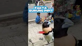Fakta burung emprit/pipit #burung #hewan #animals
