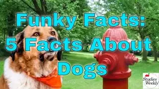 Studies Weekly Funky Facts: 5 Facts about Dogs