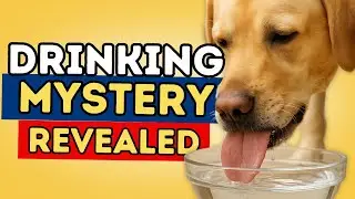 How Dogs Drink Water Explained | Amazing Science Behind Dog Drinking
