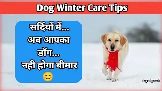 Dog Winter Care Tips /Dog Care in Winter सर्दियों में डॉग की देखभाल कैसे करें?#doguniquecafe