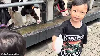 Menyusui Sapiii&hellip; | di Dairy Land Prigen Jawa Timur