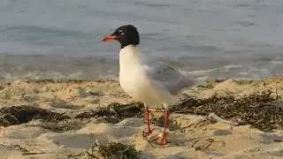 larus melanocephalus - birds of Greece