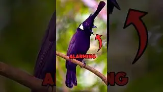 Shocking Bird Sounds That Will Terrify You #birdsounds #animals #shorts