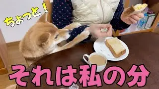 それは私の分！お母さんの朝ごはんを狙う柴犬こなつ　ささみとかぼちゃとキャベツASMR
