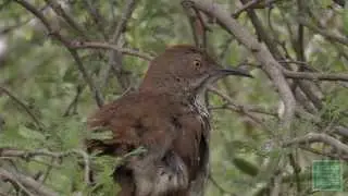 Flocking with Friends: The Great Texas Birding Classic