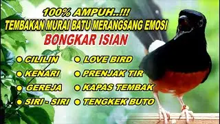 PANCINGAN MURAI BATU FULL ISIAN, NAIKKAN EMOSI MURAI BATU AGAR CEPAT GACOR BONGKAR ISIAN