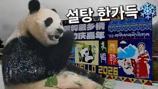 해발 1500미터 산속의 설탕 한가득...?!❄️❄️ | 1월 21일 오전(푸바오 실시간) Panda Fubao