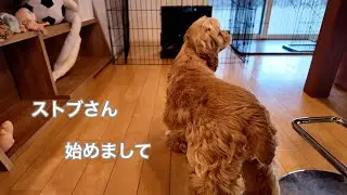 リリィさんとストーブ〜我が家の冬支度