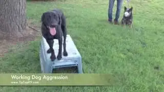 Dog Aggressive Dog Training