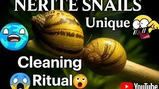 Nerite Snails' Unique Cleaning Ritual: What You Need to Know #documentary #aquarium 