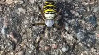 Funky Spider