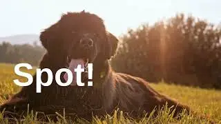The Science of Dog Naps