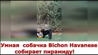 🐶 Умная и добрая собачка породы Бишон хаванез собирает пирамиду! Havanese dog - Bishon Havanese