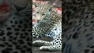 Majestic Female Leopard  African Wildlife Safari in Kruger National Park #animals #nature #leopard d