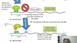 Ch.13 - Translation - Part 2 - Translational Control