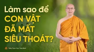 Làm sao để con vật đã сhếт được siêu thoát? | Thầy Thích Trúc Thái Minh trả lời câu hỏi