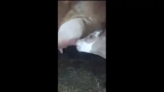 Poranna niespodzianka od krowy😲