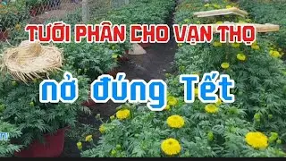 Chia sẻ cách kìm bông nở sớm tưới phân vạn thọ nở đúng Tết.