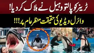Whale Killed Trainer | Reality Behind Viral Video Disclosed | GNN