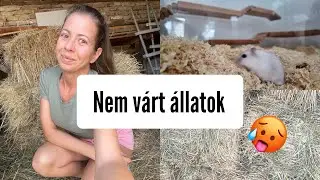 Nem várt állatok🤯 🥵 | Hörcsög és Malac takarítás🐹VLOG 