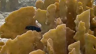 Caribbean Fish: Damselfish & Chromis family