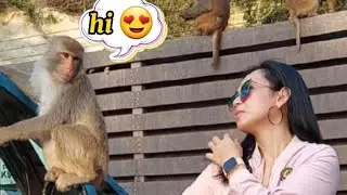 Big Monkey mingled w/ lady @monkeymountain #kamshanpark #monkeymountain #viral  #youtubevideo #vlog