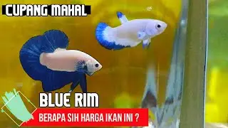 Mengenal Ikan Cupang Blue Rim Beserta Harganya