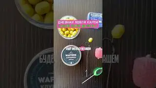 Как поймать много карпа ОСЕНЬЮ?