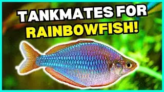 6 PERFECT Tankmates for Your Rainbowfish! | Rainbowfish Tank Mates