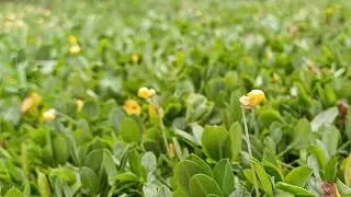 Pengamantan pada Tumbuhan Arachis Pintoi dan Kecambah
