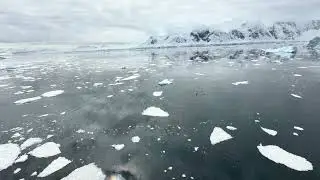 Humpback Whale and some Penguins, Antarctica