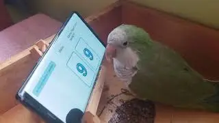Tina learning to play InCA-Memory in mode Matching with hints