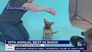 'Best in Show' dogs up for adoption at fundraising event