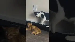 best viral shorts #funnyanimals #petsofig SHORTSFEED #SHORTS