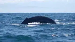 WHALE WATCHING AT BANDERAS BAY MEXICO
