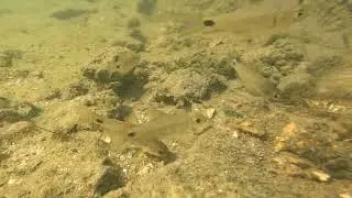 Barb fishes in a lake outlet near Chennai, India