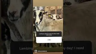 Lamb names! 🐑 #homesteading #sheep #lambs #lamb #babyanimals