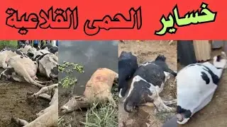 نصيحة حصن بسرعة قبل ما تندم|الحمى القلاعية|ياسمين عز