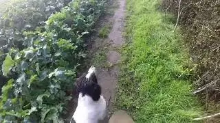 Blind retrieve training running straight lines.  Tabou 11 months old