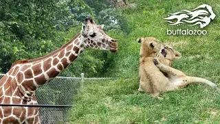 Buffalo Zoo Vlog - Lots of Animals and the NEW Baby Lion Cubs!