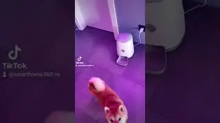 Smart Pet Feeder + Alexa Voice Control #smarthome360 #shibainu #shiba #smartlife