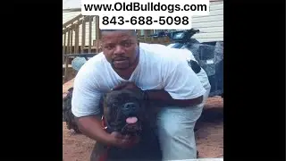 THE MASTER OF ALL BULLDOGS IS THE BEST DOG BREEDER AND MOST KNOWLEDGEABLE ABOUT ALL BREEDS OF DOGS