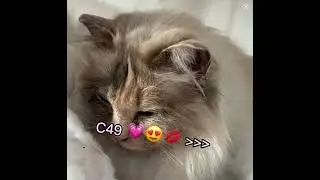 C49