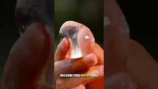Ooho Edible Water Ball 😲
