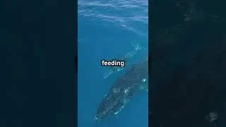 Blue Whales: Giants of the Ocean and Masters of Sound 🌊🐋