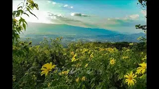 Wild sunflowers dye northwestern mountains yellow
