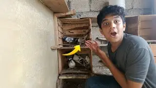 Finally Itne Dino Baad Master Cage Mein Anda Aa Gaya 🥰&hearts;️ || Pets Vlog 