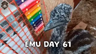 Emu Life Day 61 - Baby Ostrich is sad after heavy rain